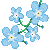 forget me nots